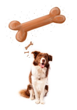 Border collie bir kemik düşünüyor.