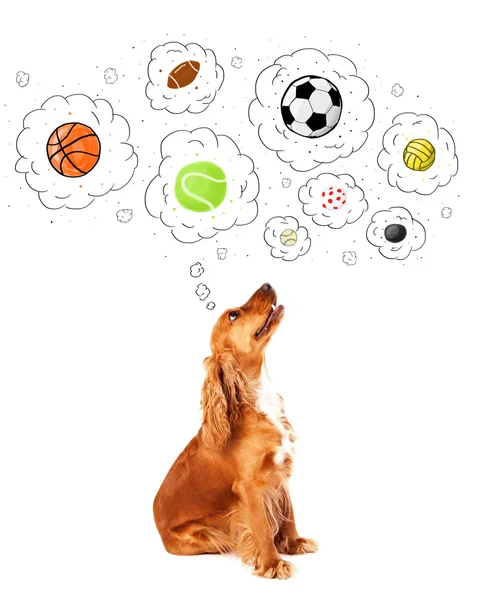 Симпатичная собака с яйцами в мыльных пузырях — стоковое фото