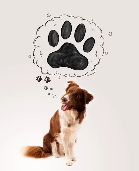 Cute border collie with paw above her head — Stock Photo, Image