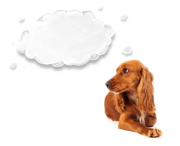 Cute cocker spaniel with cloud — Stock Photo, Image