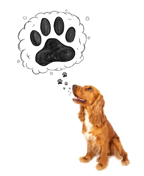 Cute cocker spaniel with paw above her head — Stock Photo, Image