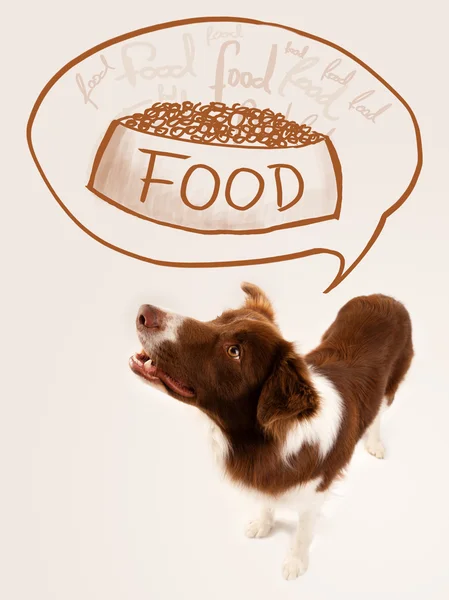 Linda frontera collie soñando con la comida — Foto de Stock