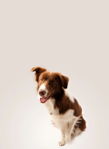 Bonito collie borda com espaço de cópia — Fotografia de Stock