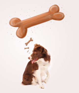 Border collie bir kemik düşünüyor.