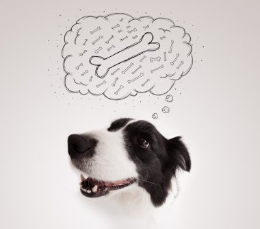 Border collie, düşünce baloncuğu ile bir kemik düşünüyor.