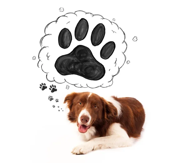 Cute border collie with paw above her head — Stock Photo, Image