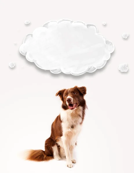 Leuke border collie met lege wolk — Stockfoto