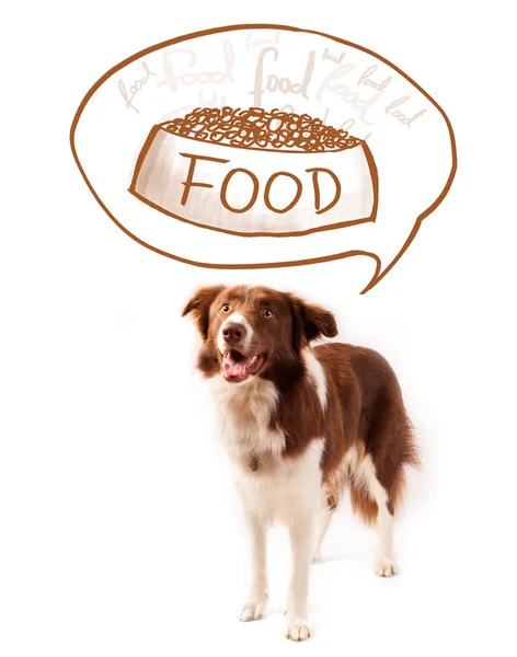 Cute border collie dreaming about food — Stock Photo, Image