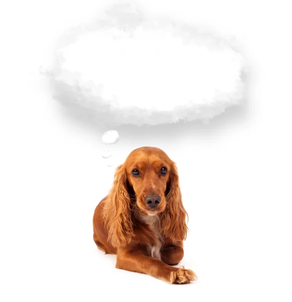 Cute dog with empty cloud bubble — Stock Photo, Image