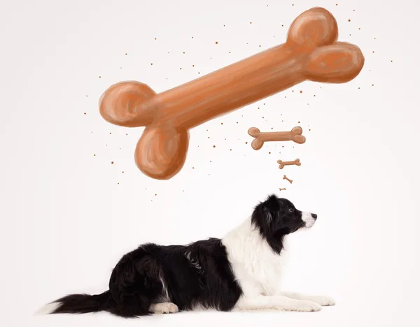 Grens collie denken aan een bot — Stockfoto