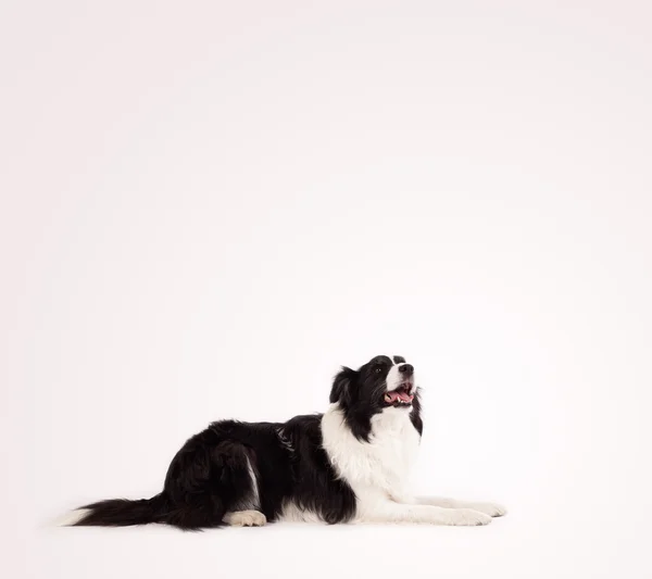 Bonito collie borda com espaço de cópia — Fotografia de Stock