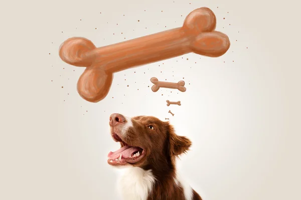 Grens collie denken aan een bot — Stockfoto