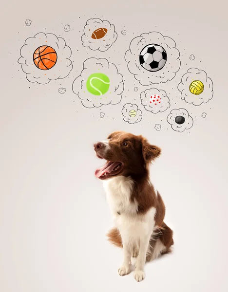 Söpö koira pallot ajatuksen kuplia — kuvapankkivalokuva