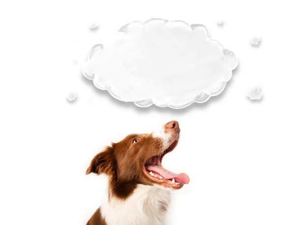 Cute border collie with empty cloud — Stock Photo, Image