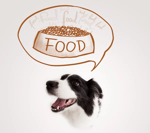 Cute border collie dreaming about food — Stock Photo, Image