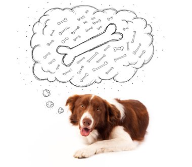 Border collie, düşünce baloncuğu ile bir kemik düşünüyor.