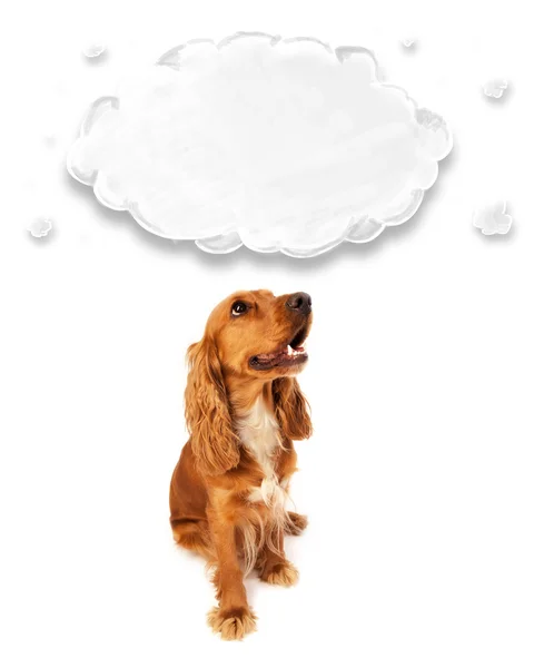 Cute cocker spaniel with cloud — Stock Photo, Image