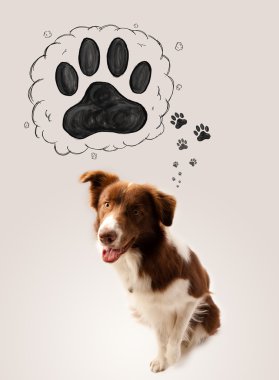 Başının üstünde patisi olan şirin bir çoban köpeği.