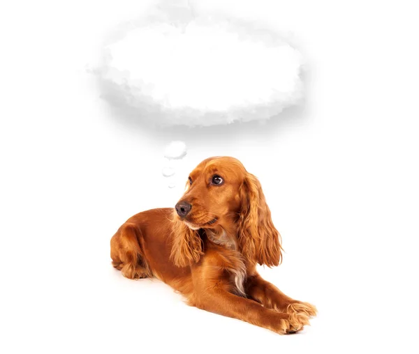 Cute dog with empty cloud bubble — Stock Photo, Image