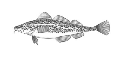 Morina balığı eskizi, el çizimi balık, morina balığı menüsü, oymalı balık, vektör.