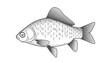 Crucian sazan eskizi, el çizimi balık, oymalı haç balığı, vektör.