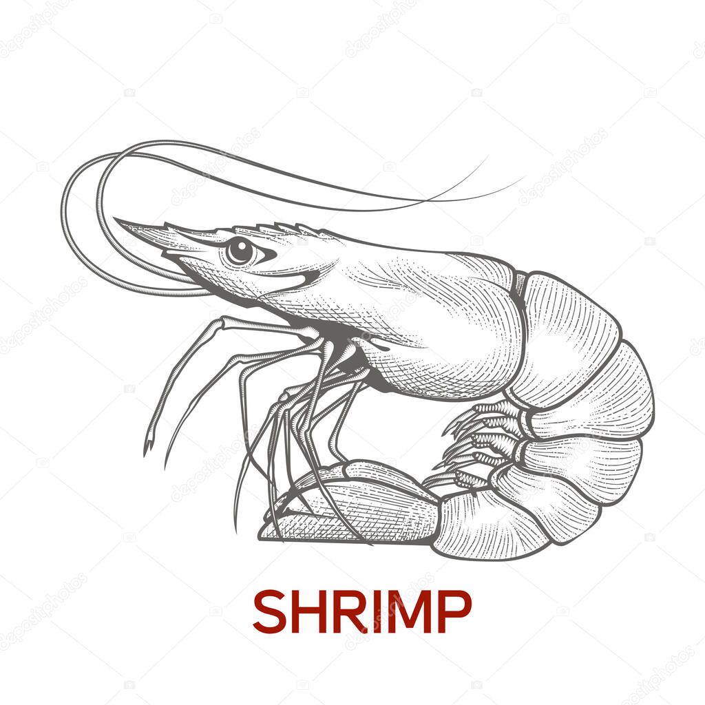 Large shrimp sketch, hand drawn prawn in engraved graphic style for fish menu restaurants and for packaging, vector