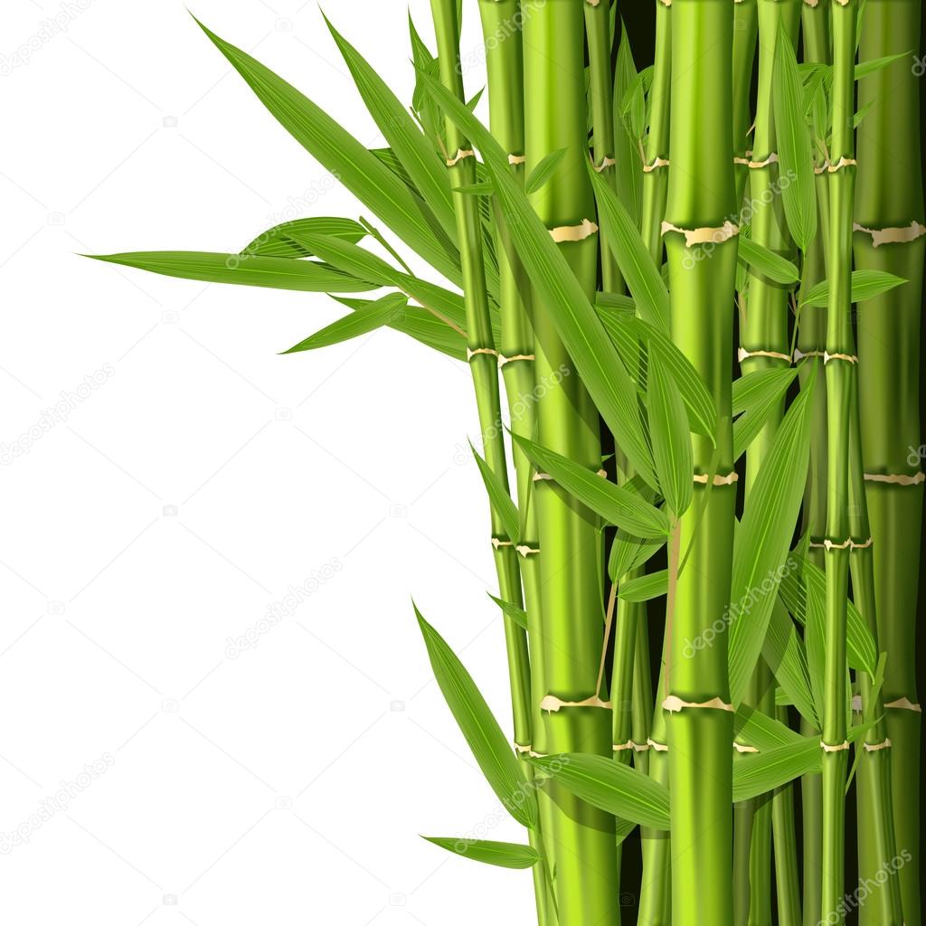 Green bamboo stems with leaves - grove background