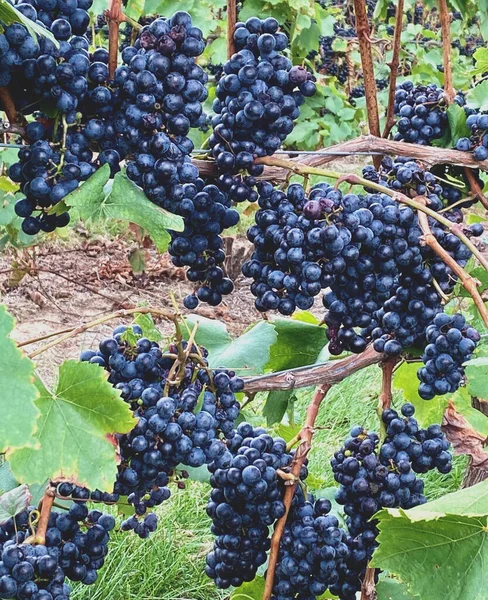 Uvas Viñedo —  Fotos de Stock