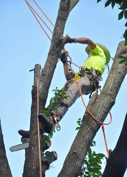 Tree trimmer — Stock Photo, Image