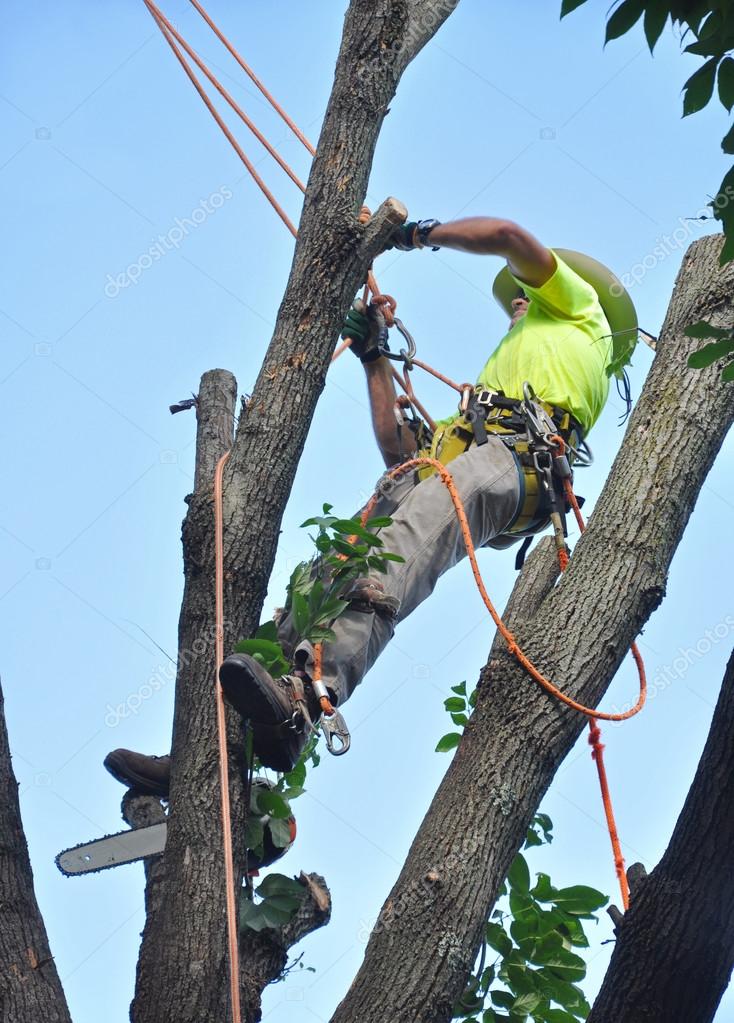 Tree trimmer — Stock Photo © svanhorn 81615134