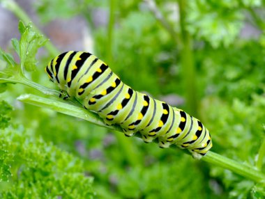 siyah swallowtail tırtıl