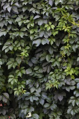 Yeşil sarmaşık doku