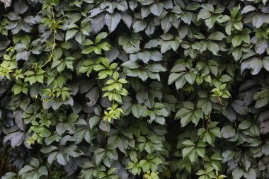 Yeşil sarmaşık doku