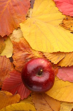 elma sonbahar yaprakları üzerinde