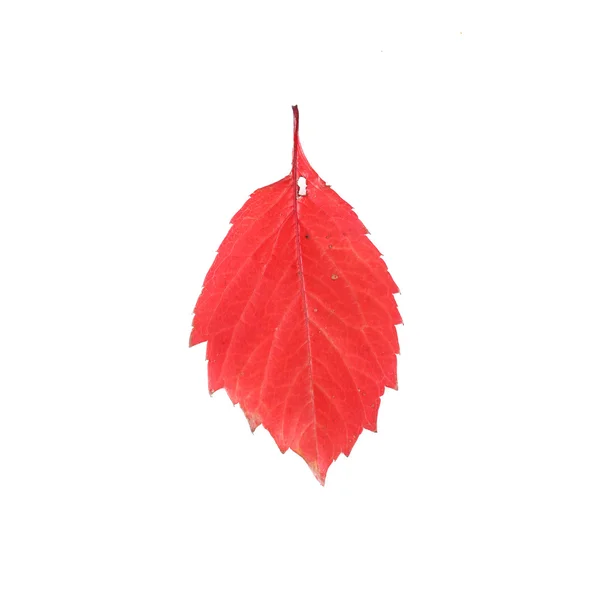 Autumn leaf over white — Stock Photo, Image