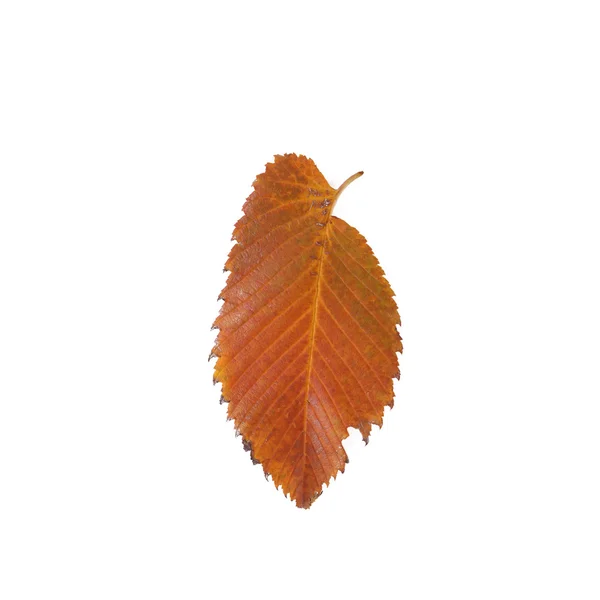 Folha de outono sobre branco — Fotografia de Stock