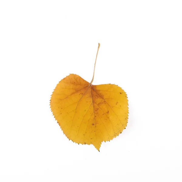 Feuille d'automne sur blanc — Photo