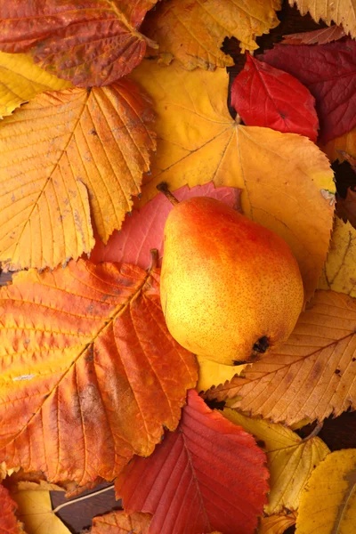 Pear over autumn leaves — Stock Photo, Image