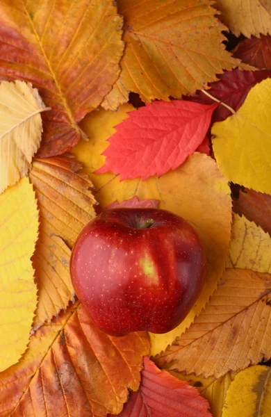 Apple over autumn leaves — Stock Photo, Image