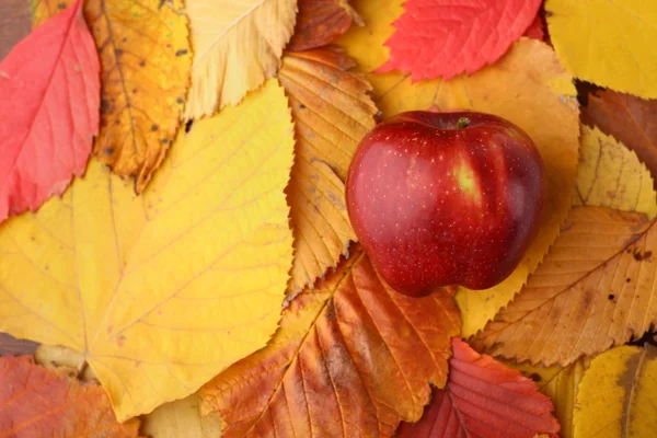 Apple over autumn leaves — Stock Photo, Image