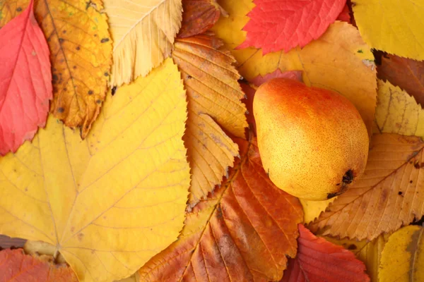 Pear over autumn leaves — Stock Photo, Image