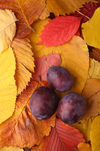 Plums over autumn leaves — Stock Photo, Image