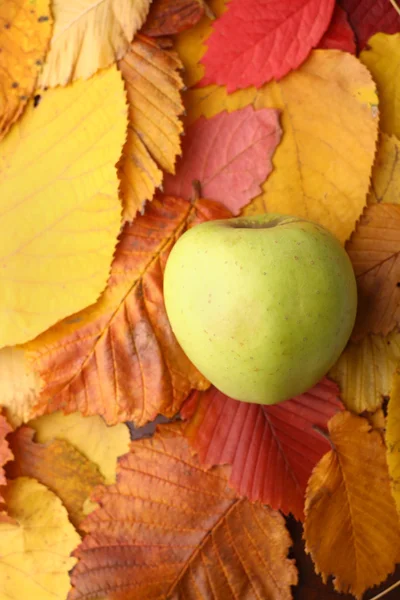 Apple over autumn leaves — Stock Photo, Image