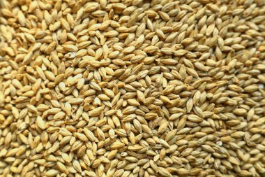 arpa malt