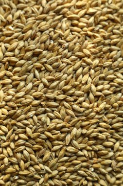 arpa malt