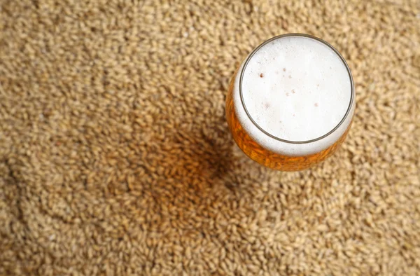 Malt and beer — Stock Photo, Image