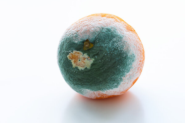 Orange covered with mould