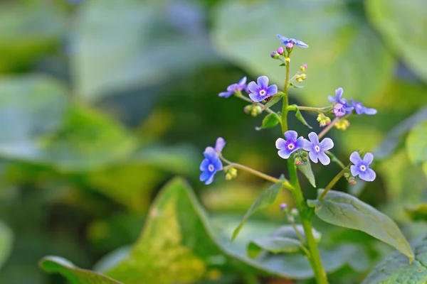 Yeşil alkanet bitki — Stok fotoğraf