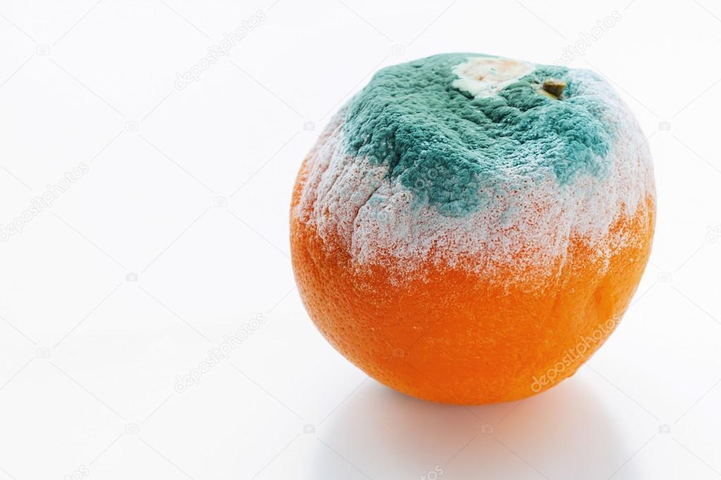 orange covered with mould