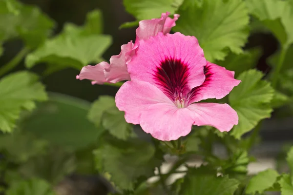 Fiore di pelargonio rosa — Foto Stock